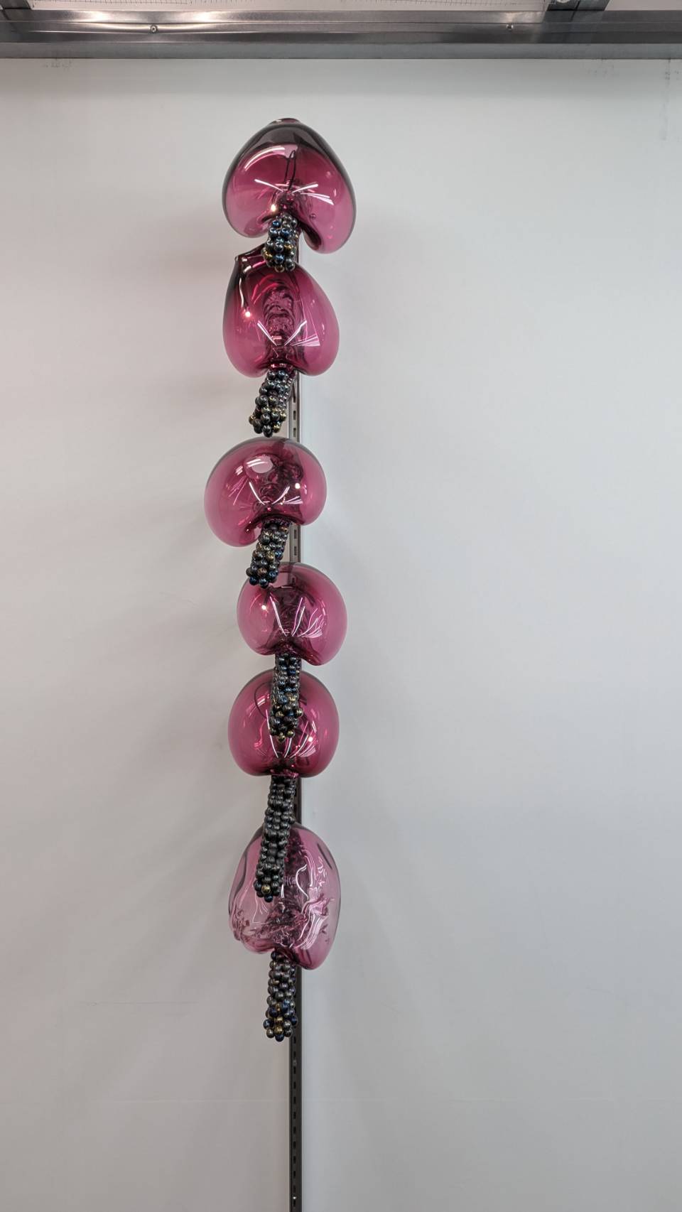 Candy bacteria highlight